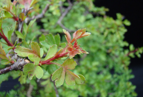 hawthorn bonsai shoot
